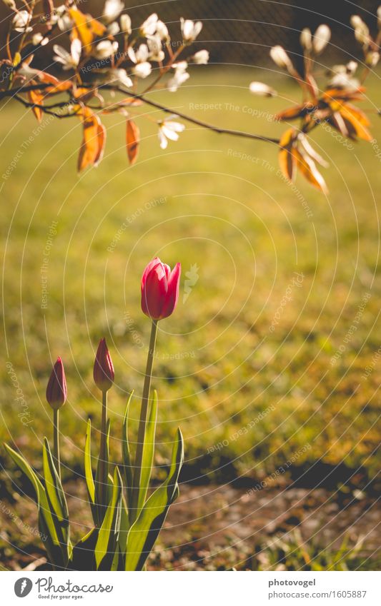 Awakening Umwelt Natur Pflanze Frühling Tulpe Blatt Blüte Grünpflanze Felsenbirne Garten Wärme grün rosa weiß Stimmung Freude Glück Fröhlichkeit Zufriedenheit