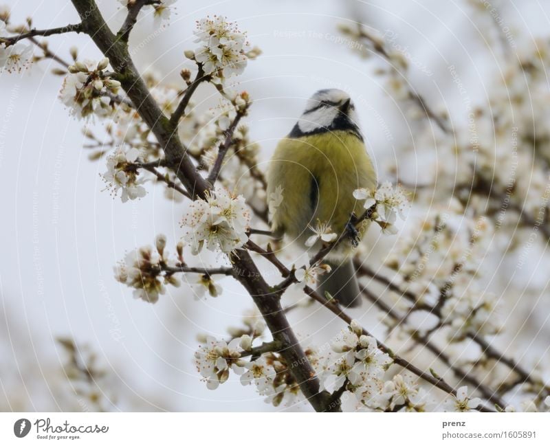 Frühling Umwelt Natur Pflanze Tier Blüte Wildtier Vogel 1 gelb grau Blaumeise Meisen sitzen Ast Zweig Kirschblüten Farbfoto Außenaufnahme Menschenleer