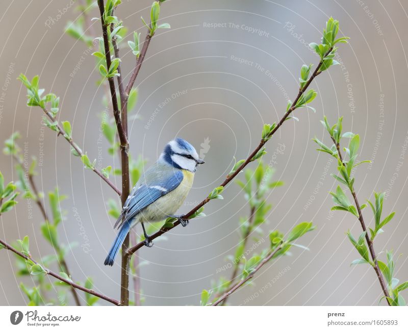 Blaumeise Umwelt Natur Pflanze Tier Frühling Baum Wildtier Vogel 1 blau gelb Meisen sitzen Blattknospe Zweig Ast Farbfoto Außenaufnahme Menschenleer