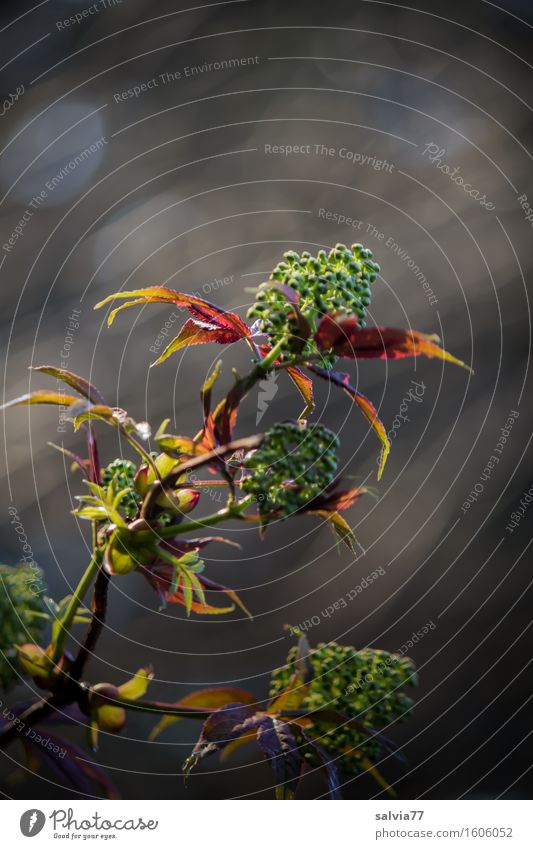 Abendlicht Umwelt Natur Pflanze Frühling Herbst Sträucher Blatt Grünpflanze Wildpflanze Zweige u. Äste Wald frisch grau grün rot Stimmung Leben Wachstum