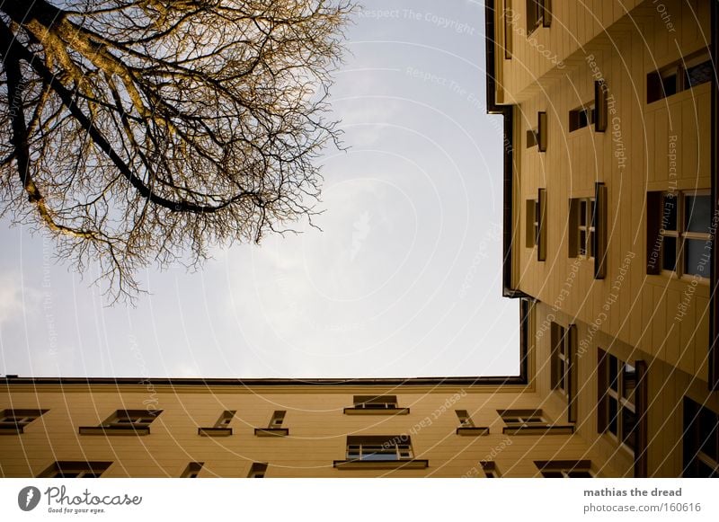 HINTERHOF Haus Gebäude Altbau Wohnung Froschperspektive Himmel blau Fenster Linie Baumkrone Ast Holz Fensterscheibe hoch