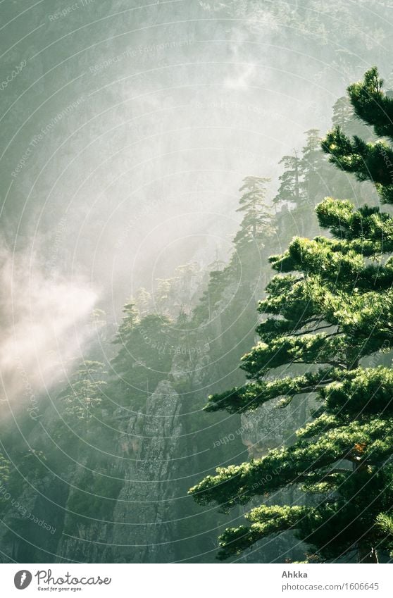 Dunstwege Ferien & Urlaub & Reisen Abenteuer Natur Sonnenaufgang Sonnenuntergang Wetter Nebel Baum Felsen Berge u. Gebirge Schlucht atmen entdecken leuchten