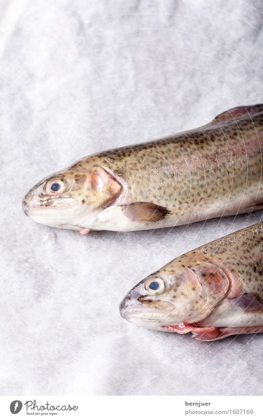 rohe Forellen auf weißem Papier Lebensmittel Fleisch Küche Tier frisch rot Speisefisch isoliert Backpapier Hintergrundbild Süßwasserfisch Ansicht bereit Essen