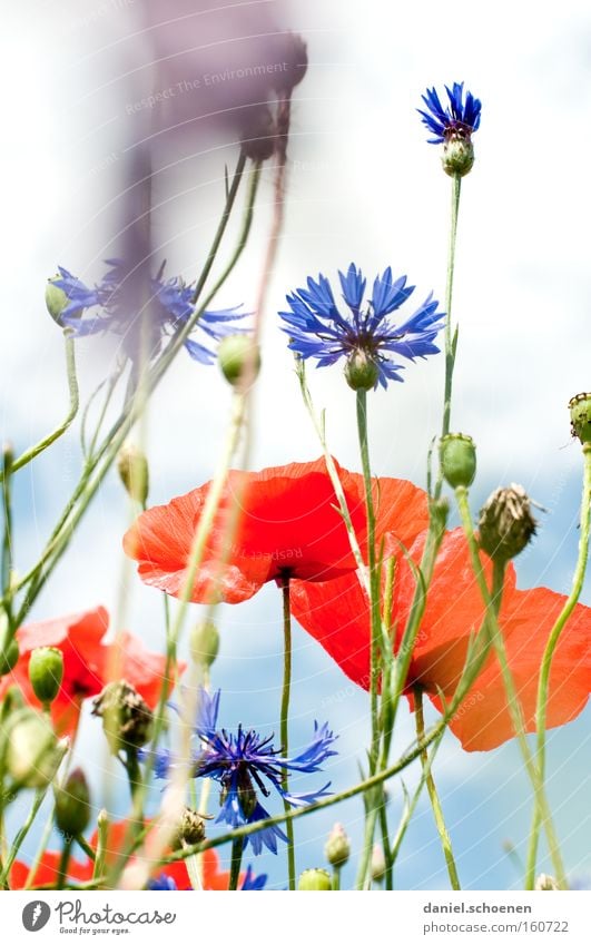 bald... Sommer Wiese Mohn Klatschmohn Sonne Kornblume Himmel rot blau Blüte Perspektive