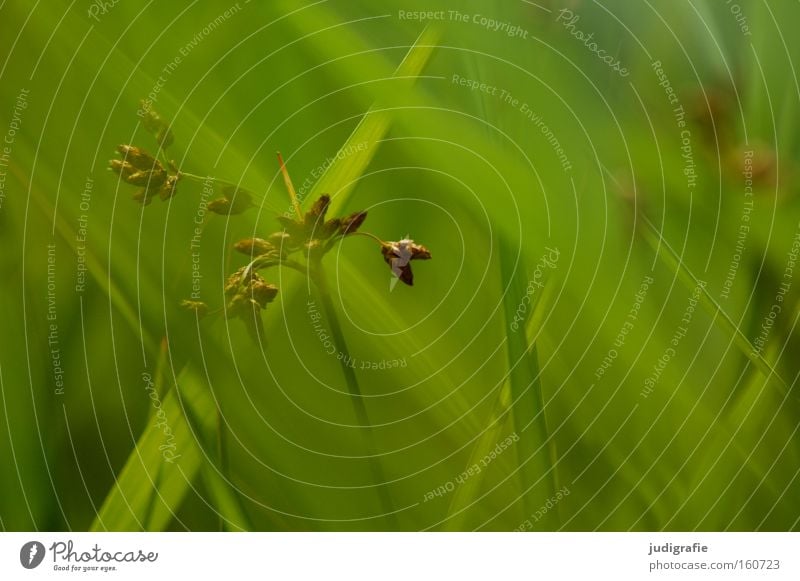 Gras grün Sommer Wiese Pollen Natur Umwelt Pflanze Halm Farbe rispe