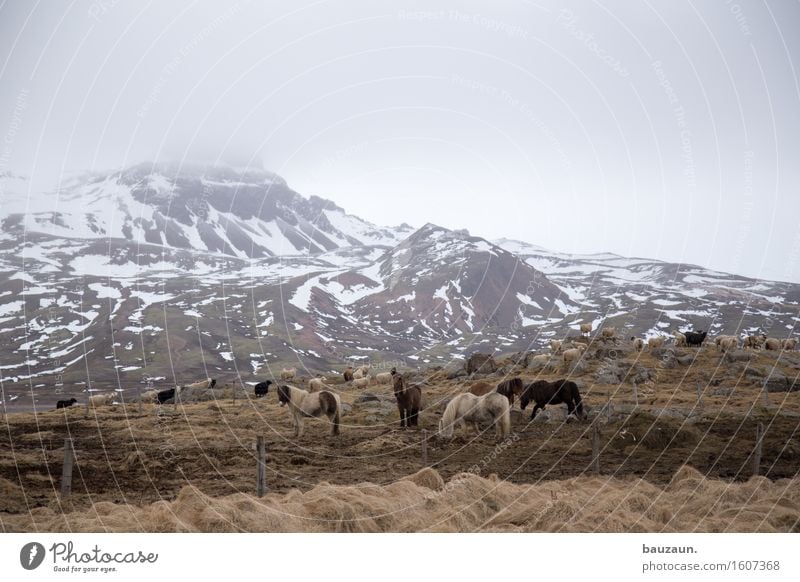 mit pony. Ferien & Urlaub & Reisen Tourismus Ausflug Abenteuer Ferne Freiheit Expedition Winter Schnee Winterurlaub Umwelt Natur Landschaft Erde Wolken