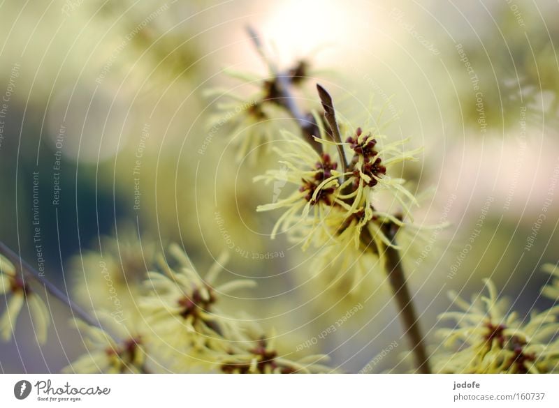 guten morgen frühling. Zaubernuss Pflanze Blüte Blume Sträucher Natur gelb Ast Frühling zart sanft gefiedert Stern (Symbol) schön frühlingshaft