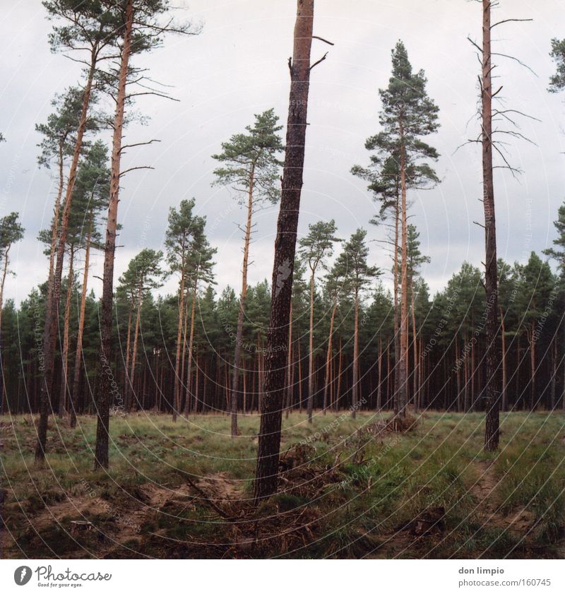 ein Stück Wald kaufen? Baum Baumstamm Waldlichtung Gras Abholzung Waldsterben Natur grün kahl Brennstoff Mittelformat analog