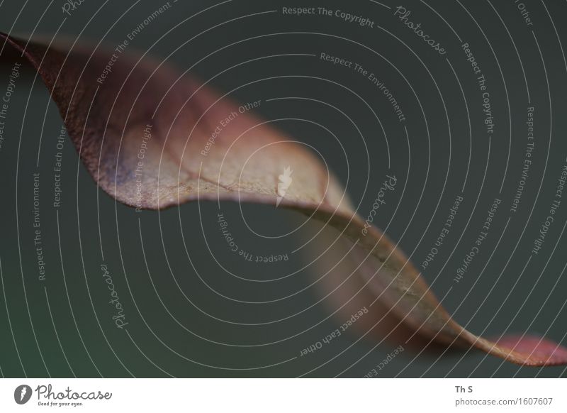 Blatt Natur Pflanze Herbst Winter Bewegung verblüht ästhetisch authentisch einfach elegant natürlich braun grün Gelassenheit geduldig ruhig einzigartig Farbfoto