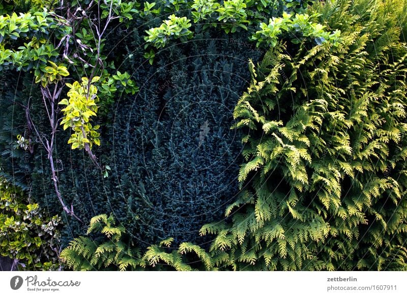 Hecke ohne Blitz Frühling Garten Landschaft Schrebergarten Lebensbaum Grenze Nachbar Sichtschutz grün Konifere Textfreiraum Menschenleer Strukturen & Formen Tag