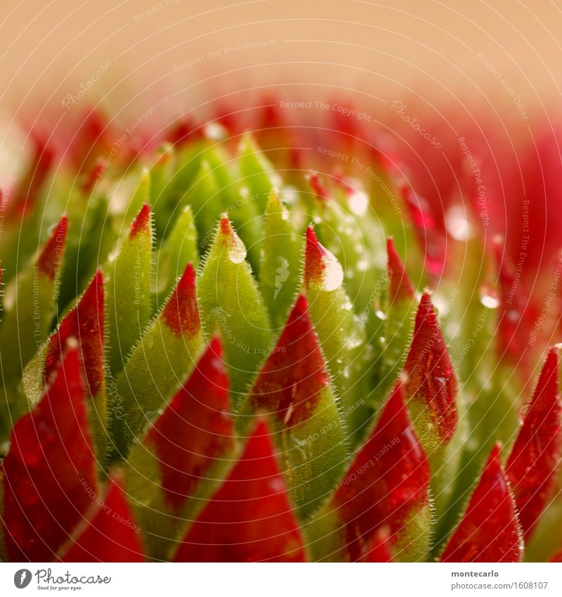 Taufrisch Umwelt Natur Pflanze Wasser Frühling Sommer Blatt Blüte Grünpflanze Wildpflanze dünn authentisch klein nah nass natürlich saftig Spitze stachelig grün