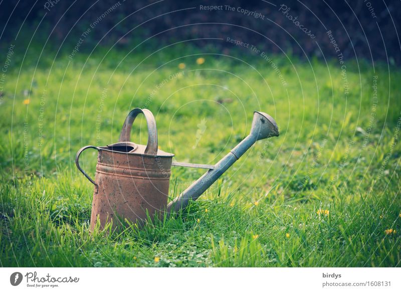 Landlust Freizeit & Hobby Frühling Sommer Herbst Blume Gras Garten Wiese Gießkanne warten ästhetisch natürlich positiv ruhig Gelassenheit nachhaltig Natur