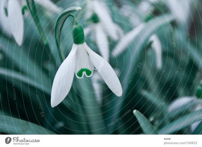 Weißrock Duft Natur Pflanze Frühling Blüte weiß Frühlingsgefühle Schneeglöckchen Winterlinge aufwachen Glocke Farbfoto Gedeckte Farben Außenaufnahme Tag hängend