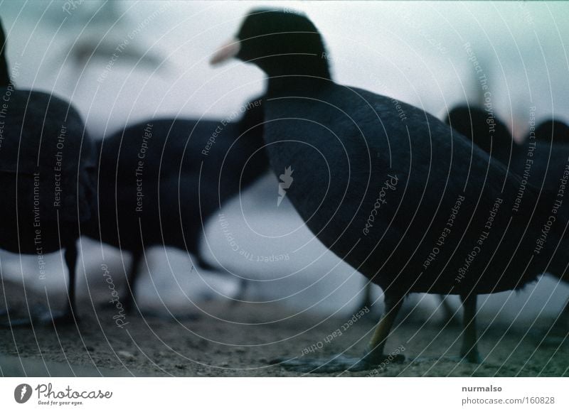 Ganz unten Boden Erde Ente nah Natur Vogelschwarm Schwarm Versammlung Zusammensein Futter Tierfuß Beine Makroaufnahme Nahaufnahme Fluss Bach Schwimmhaeute Havel