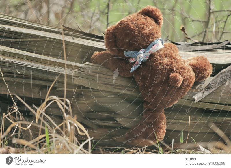 Teddy Per im Wald (3) Ausflug Abenteuer Klettern trimm dich Baumstamm Spielzeug Teddybär Stofftiere entdecken Spielen Sport kuschlig niedlich sportlich braun