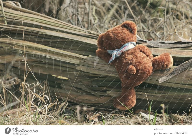 Teddy Per im Wald (1) Klettern Baumstamm Teddybär Holz Sportler gebrauchen entdecken sportlich frei kuschlig lustig niedlich Freude Lebensfreude Kraft