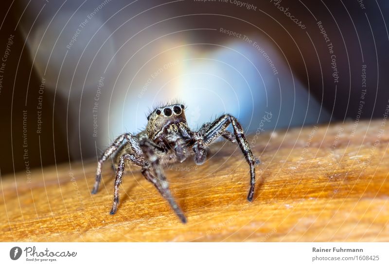 Eine Zebraspringspinne als Solist auf ihrer großen Bühne Natur Wildtier Spinne 1 Tier Blick sitzen warten gruselig verrückt Außenaufnahme Makroaufnahme