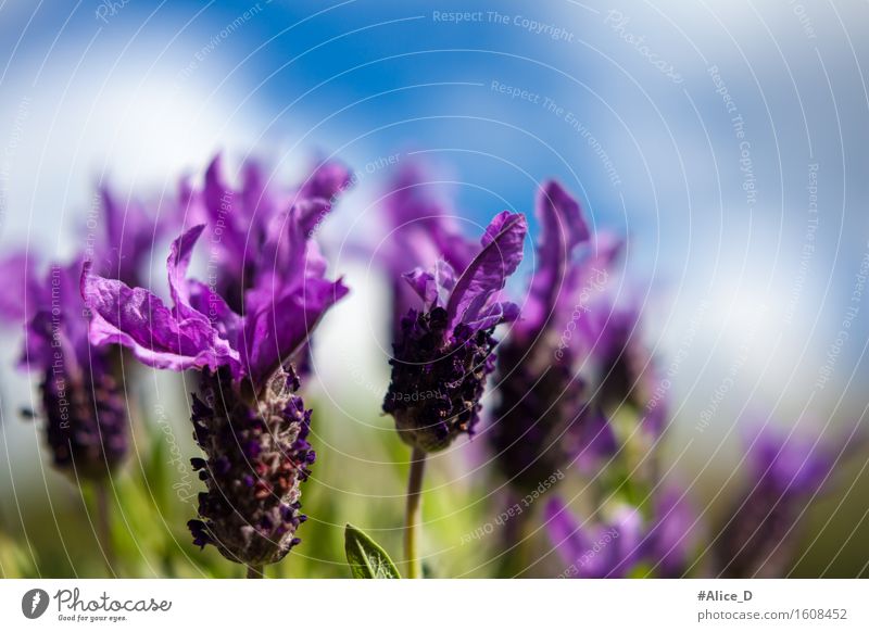 Schmetterlings-Lavendel Natur Pflanze Himmel Sonnenlicht Frühling Schönes Wetter Blume Sträucher Blüte Nutzpflanze Topfpflanze exotisch Garten Wiese ästhetisch