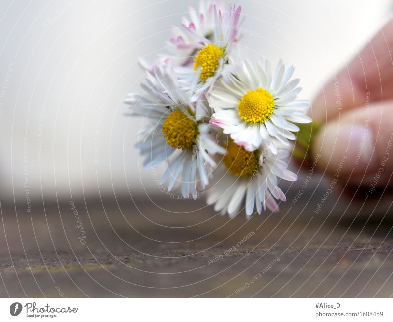 Gänseblümchensträuschen Natur Pflanze Frühling Sommer Blume Blüte Zeichen Blühend außergewöhnlich einfach Freundlichkeit schön Kitsch natürlich gelb weiß