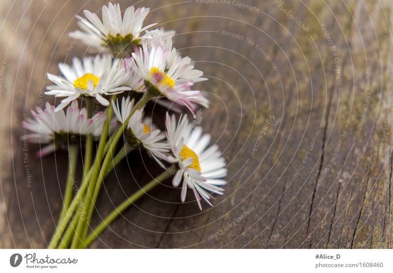 Gänseblümchenstrauß Natur Pflanze Frühling Sommer Blume Moos Blüte Wildpflanze Garten Holz Zeichen einzigartig natürlich niedlich retro braun gelb weiß Gefühle