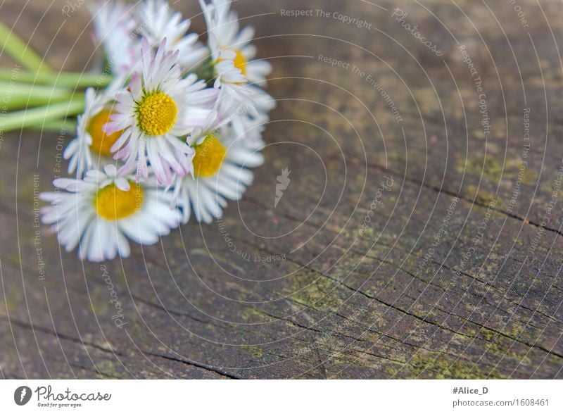 Gänseblümchenstrauß auf verwittertem Holz Natur Pflanze Frühling Blume Moos Blüte Wildpflanze Garten alt ästhetisch außergewöhnlich schön Kitsch natürlich retro