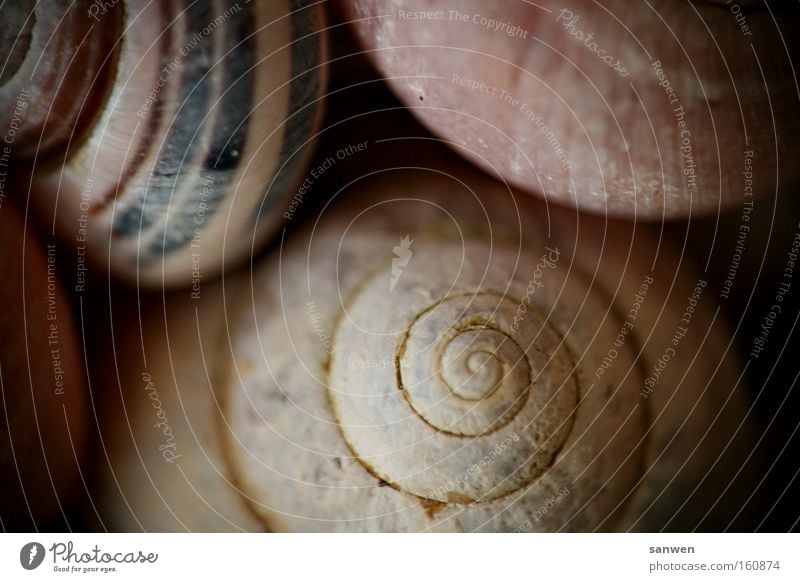 schneckenkuscheln Schnecke Intimität Kuscheln Muschel Spirale Tier Dekoration & Verzierung Natur langsam Weichtier Schneckenhaus Makroaufnahme Nahaufnahme