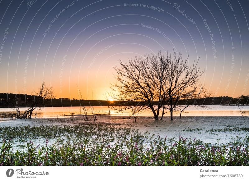 Mückenstunde kommt abends am See wenn die Sonne untergeht Angeln Ausflug wandern Seeufer Wassersport Schwimmen & Baden Landschaft Pflanze Luft Himmel Horizont