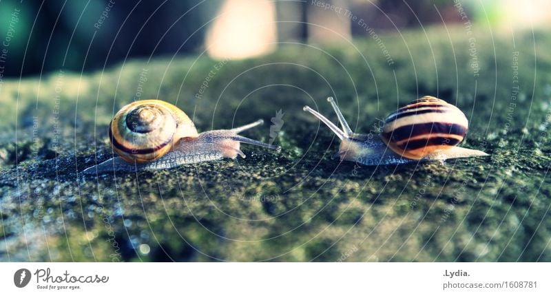 Annäherung Natur Herbst Schönes Wetter Park Tier Schnecke Tierpaar niedlich schleimig Partnerschaft entdecken Team Umwelt Farbfoto Außenaufnahme Nahaufnahme Tag