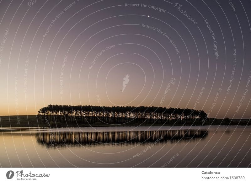 Nacht bricht an, die Baumgruppe spiegelt sich im stillen See Freude Angeln Ausflug Abenteuer wandern Wassersport Schwimmen & Baden Landschaft Pflanze Himmel