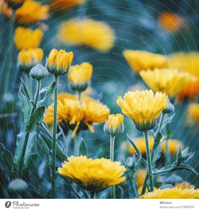 flowerpower Umwelt Natur Pflanze Tier Schönes Wetter Blume Gras Sträucher Blatt Blüte Wildpflanze Garten Park Wiese hell verrückt gelb Blühend Blütenknospen