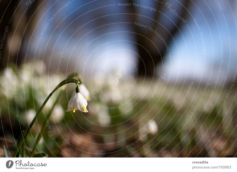 Frühlingsanfang Blume Wachstum weiß Blühend Baum austreiben aufwachen schön Vergänglichkeit Wärme Makroaufnahme Nahaufnahme winterende