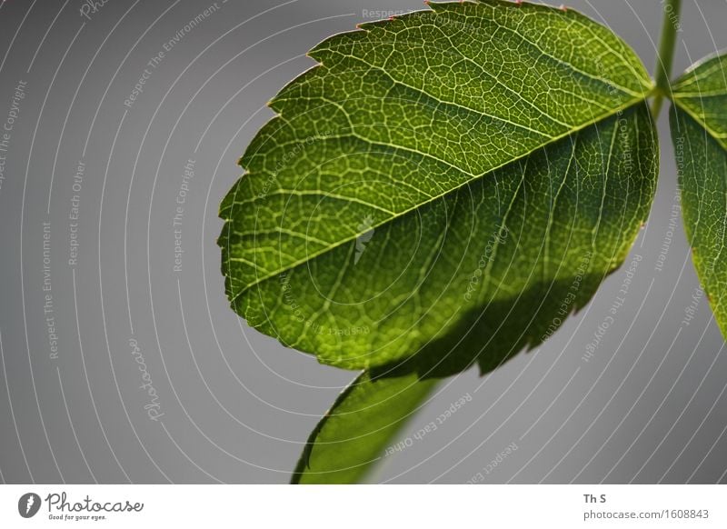 Blatt Natur Pflanze Frühling Blühend ästhetisch authentisch einfach elegant frisch natürlich positiv grau grün Frühlingsgefühle Gelassenheit geduldig ruhig