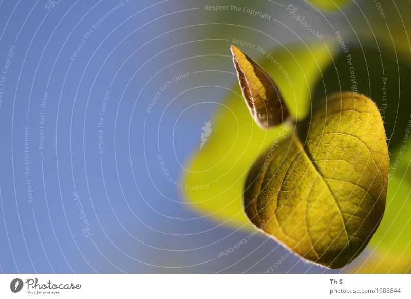 Blatt Natur Pflanze Frühling Sommer Blühend leuchten ästhetisch authentisch einfach elegant frisch natürlich blau grün Frühlingsgefühle Gelassenheit geduldig