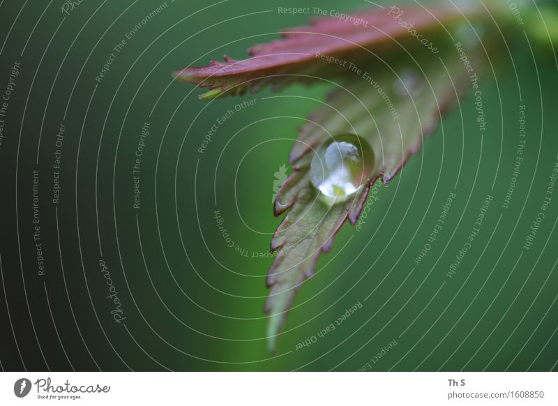 Tropfen Natur Pflanze Frühling Herbst Regen Blatt ästhetisch authentisch einfach elegant nass natürlich grün rot Gelassenheit geduldig ruhig schön Farbfoto