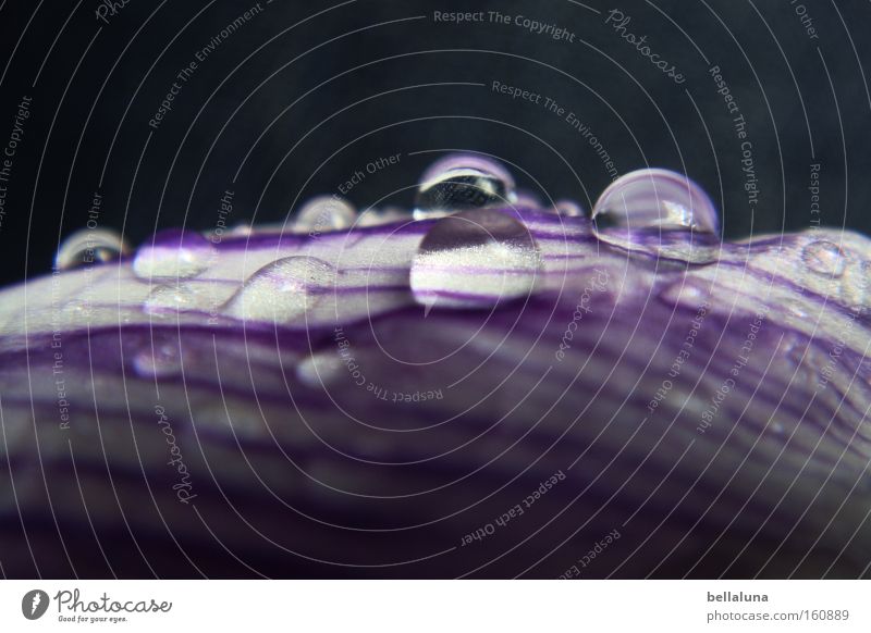 Krokusgetröpfel Winter Wassertropfen Frühling Regen Tropfen blau violett Ende Krokusse zart schmelzen Licht Schatten Reflexion & Spiegelung Makroaufnahme