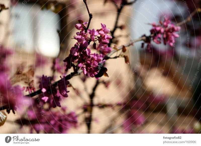 magenta@malle Blüte Blume Mallorca Sommer rosa Spanien Ast diagonal Zweig hell Makroaufnahme Nahaufnahme Farbe