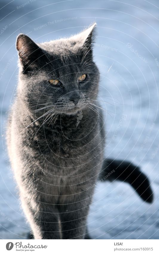 sepp Farbfoto Außenaufnahme Tag Schatten Kontrast Sonnenlicht Sonnenstrahlen Tierporträt Winter Schnee Natur Schönes Wetter Fell Katze 1 beobachten hören