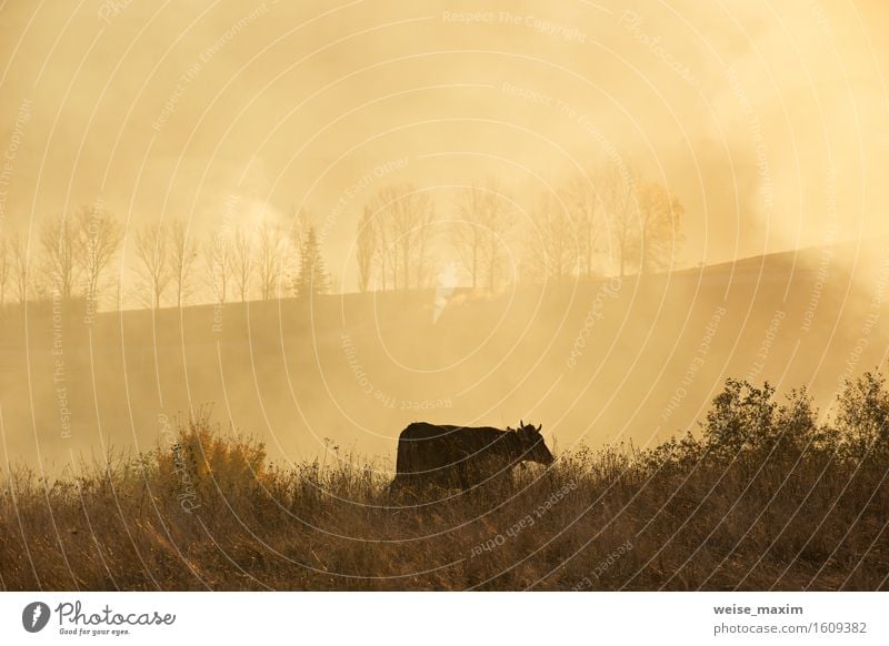 Eine Kuh auf einem Feld. Sonniger nebelhafter Tag in Hügel Sommer Berge u. Gebirge Natur Landschaft Himmel Herbst Wetter Nebel Baum Gras Wiese Fressen grün