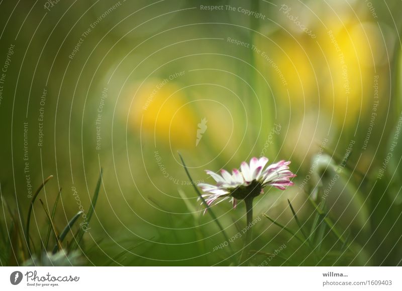 Das kleine Gänseblümchen Wiese Blumenwiese Wiesenblume Gras Blühend natürlich gelb grün weiß Natur Pflanze schön bescheiden zart leuchten Frühling Sommer