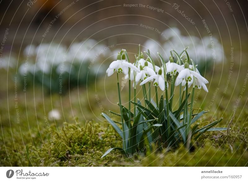 Glöckchen Schneeglöckchen Frühling Winter Pflanze Frühblüher Natur zart Glocke Blühend Park Garten Moos frisch aufwachen Makroaufnahme Nahaufnahme mehrere