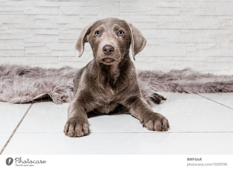 Ich behalte dich im Auge! Tier Haustier Hund Labrador 1 Tierjunges sitzen Neugier niedlich braun Wachsamkeit Gelassenheit Welpe Pfote Ohren gespitzt beobachten