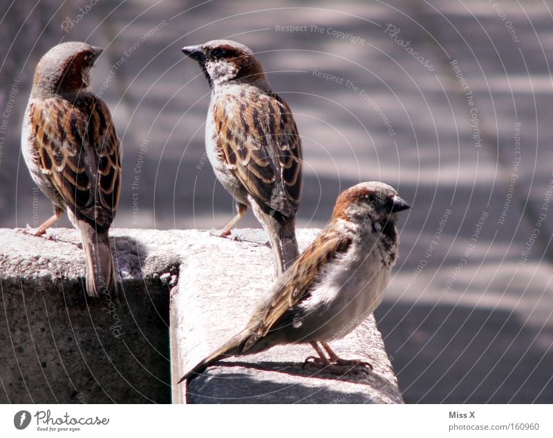 Ulmer Spatz x 3 Farbfoto Außenaufnahme Sommer Mauer Wand Vogel Stein Brunft steinig Feder