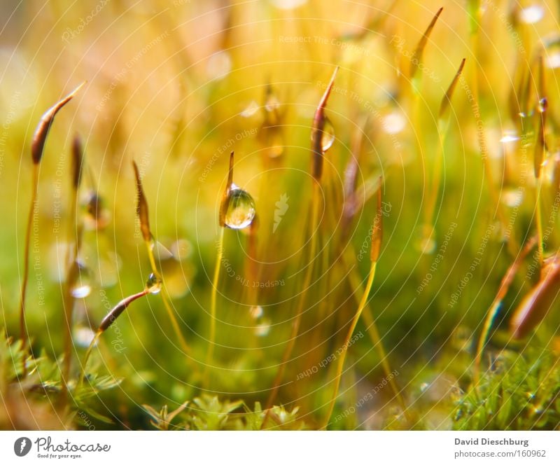 Mother natures tears Farbfoto Außenaufnahme Nahaufnahme Detailaufnahme Makroaufnahme Strukturen & Formen Tag Licht Kontrast Reflexion & Spiegelung Sommer Natur