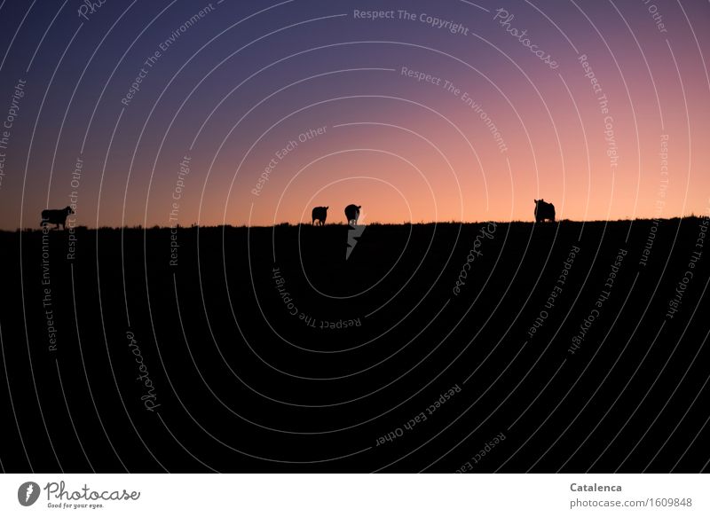 Wenn es dunkel wird, Silhouetten der Tiere am Horizont zeichnen sich vom Abendhimmel ab Himmel Wolkenloser Himmel Nachthimmel Herbst Schönes Wetter Wiese Weide