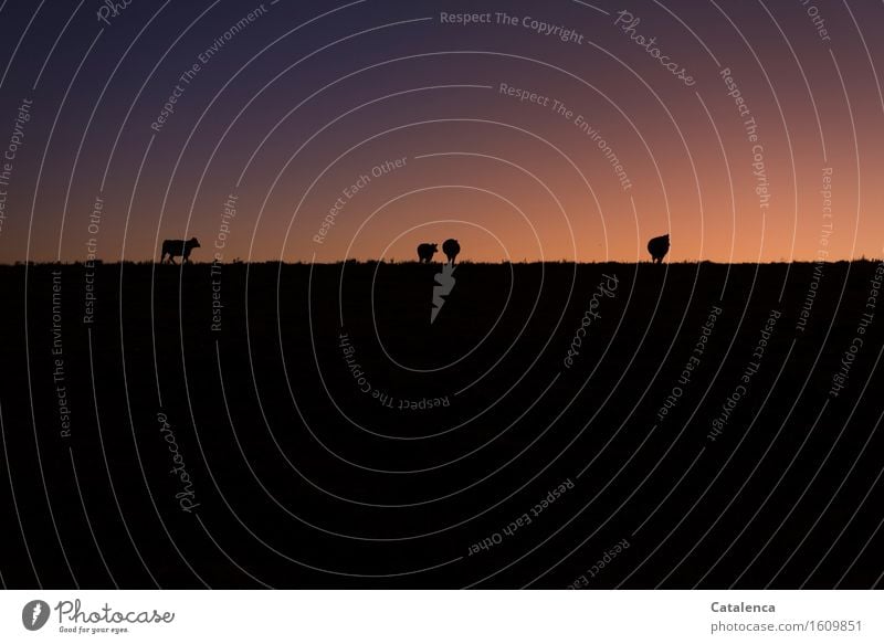 Am Abend die Silhouetten der Rinder am Horizont Fitness harmonisch Ausflug wandern Umwelt Natur Himmel Wolkenloser Himmel Nachthimmel Schönes Wetter Wiese Feld