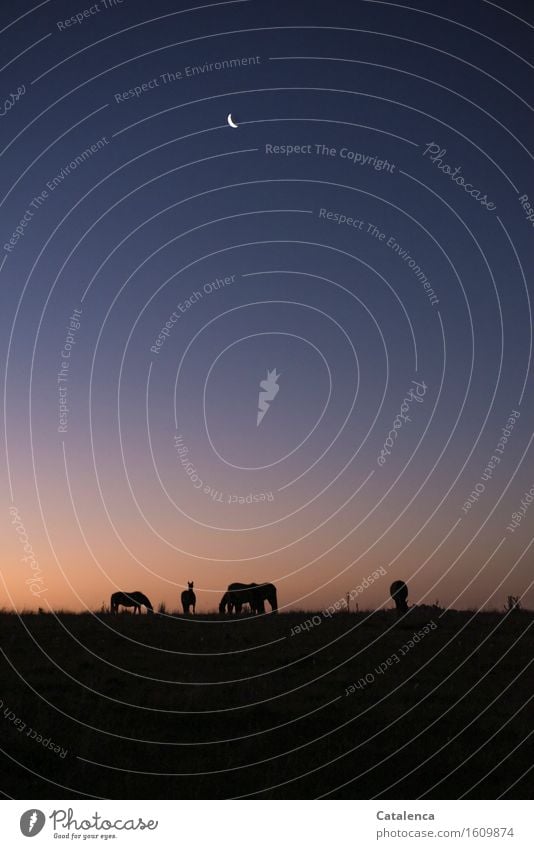 Grasende Pferde im Abendlicht Natur Pflanze Tier Nachthimmel Mond Schönes Wetter Weide Feld 4 atmen beobachten Fressen Blick dunkel natürlich blau gold violett