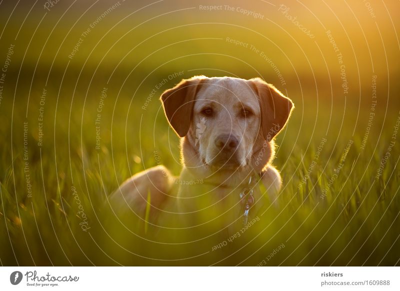 Feldmaus Umwelt Natur Frühling Schönes Wetter Wiese Tier Haustier Hund 1 Tierjunges beobachten leuchten Blick warten blond Coolness Freundlichkeit frisch schön