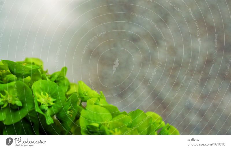 .:: aufdemWEG ::. grün Kontrast Straße Pflanze Kies Spaziergang Farbe Frühling