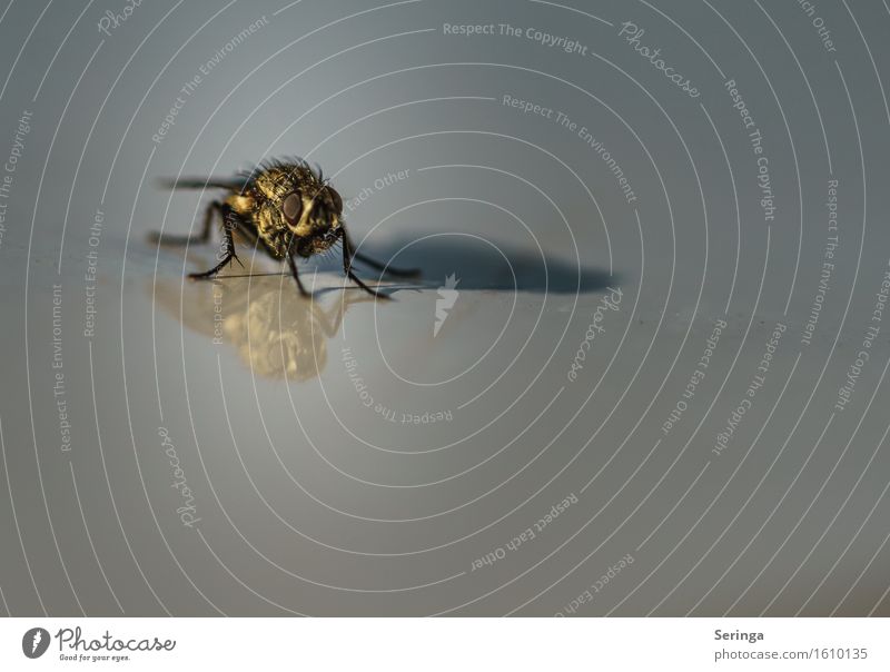 Spiegelung einer Fliege Natur Landschaft Pflanze Tier Garten Park Wiese Wildtier Tiergesicht Flügel 1 fliegen Insekt Farbfoto Gedeckte Farben mehrfarbig