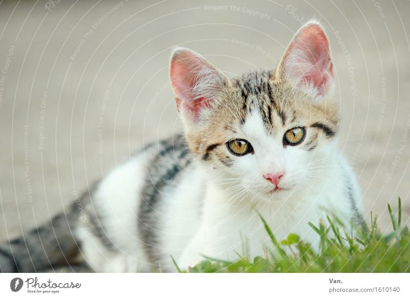 Meinst du mich? Natur Tier Frühling Gras Haustier Katze Tiergesicht Tierjunges 1 Neugier niedlich weiß Tigerfellmuster Farbfoto mehrfarbig Außenaufnahme